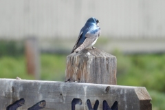 DSCN4341