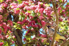DSCN4369