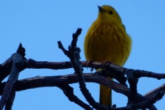 DSCN4371
