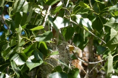 DSCN4380-1
